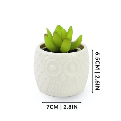 Succulent Pots & Bamboo Shelf