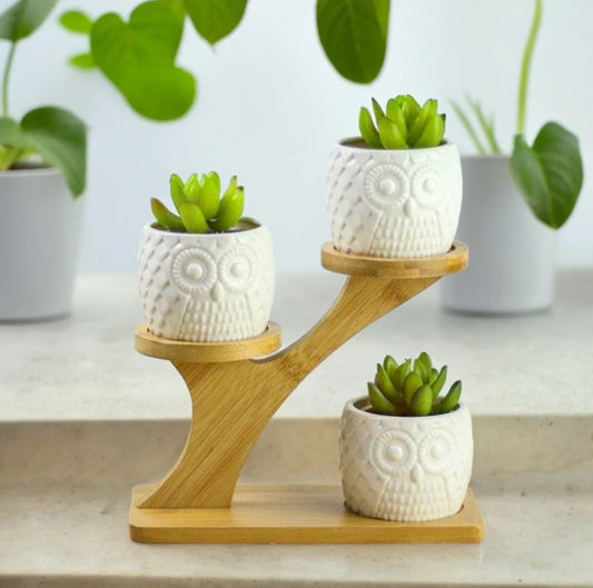 Succulent Pots & Bamboo Shelf