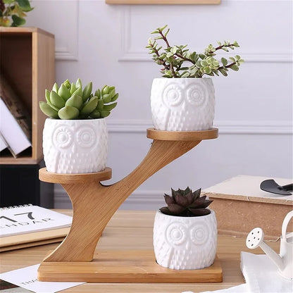 Succulent Pots & Bamboo Shelf